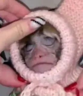 😣 a00f74d4 monyet, hewan, imut, hoodie, primata, hewan peliharaan, bayi monyet whatsapp sticker