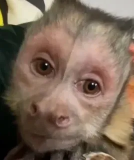 🙂 a2d5e2eb monyet, binatang, primata, imut, mamalia whatsapp sticker