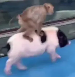 🏇 a3ffa11a monyet, babi, binatang, naik, imut, lucu, alam whatsapp sticker