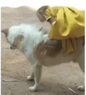 🏇 ac6bb3ab anjing, binatang, hewan peliharaan, naik, lucu, menyenangkan whatsapp sticker