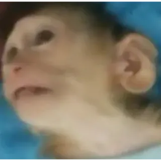 😬 af0f8ceb monyet, hewan, kera, primata, imut whatsapp sticker