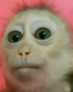 😧 c0f1fbd0 monyet, binatang, primata, satwa liar, imut, mamalia whatsapp sticker