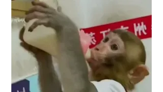 🍼 c3e41f99 monyet, hewan, minum, susu formula, botol bayi, mamalia whatsapp sticker