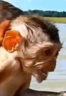 😬 cce00ee5 monyet, binatang, mamalia, satwa liar, primata whatsapp sticker