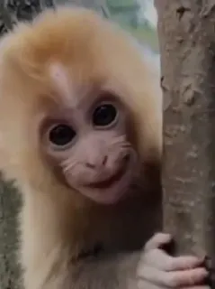 😈 d2472199 monyet, binatang, imut, primata, satwa liar, alam whatsapp sticker