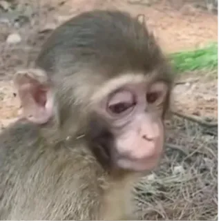 😒 d3428f58 monyet, binatang, kera, primata, sedih, imut, satwa liar whatsapp sticker