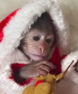 🎅 ddf18f5e monyet, santa claus, natal, binatang, imut, liburan, primata whatsapp sticker