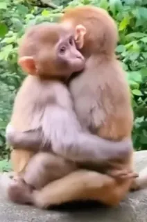 🫂 e01b20d3 monyet, berpelukan, hewan, kasih sayang, imut, alam, primata whatsapp sticker