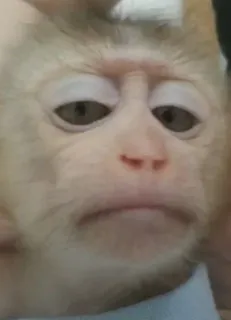 😒 f2150821 monyet, binatang, kera, sedih, kecewa whatsapp sticker