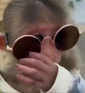 😎 fd21b425 monyet, kacamata hitam, binatang, imut, meme, lucu, potret, primata whatsapp sticker