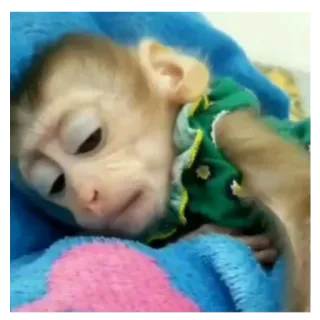 😔 fe57d1b1 monyet, binatang, imut, bayi, tidur, hewan peliharaan whatsapp sticker