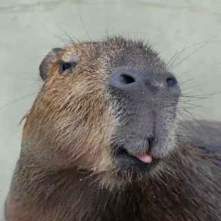😋 0fcbc5a5 Капибара, Грызун, Животное, Милый, Дикая природа, Млекопитающее telegram sticker