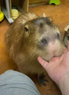 😊 19566b39 капибара, грызун, животное, млекопитающее, питомец, милый, дружелюбный telegram sticker