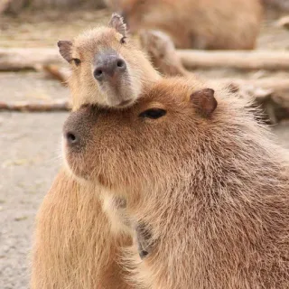 🤗 506a6b54 Капибара, Грызун, Животное, Милый, Дикая природа, Млекопитающее telegram sticker