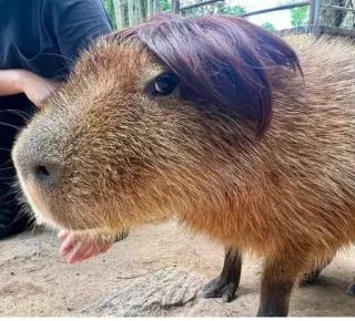 😝 67fba676 капибара, грызун, животное, млекопитающее, парик, смешной, милый telegram sticker