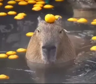 🙂 6817f2f2 капибара, оранжевый, вода, грызун, животное, милый, бассейн telegram sticker