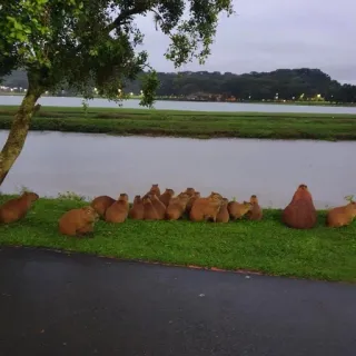 🌟 b2f8ced8 Капибара, Животные, Дикая природа, Природа, Грызуны, Трава, Озеро, Стадо telegram sticker