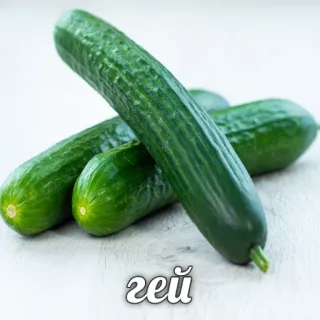 🏳️‍🌈 006fe5cf гей mentimun, sayur, makanan, hijau, rusia, teks, gay telegram sticker