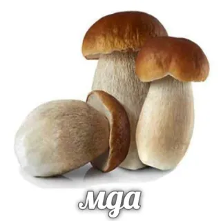 😶 5521419b мда jamur, makanan, rusia, jamur telegram sticker