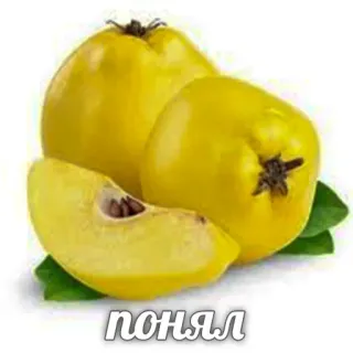 👌 afac9d0e ПОНЯЛ buah quince, buah, kuning, makanan, Ponyal, bahasa Rusia telegram sticker