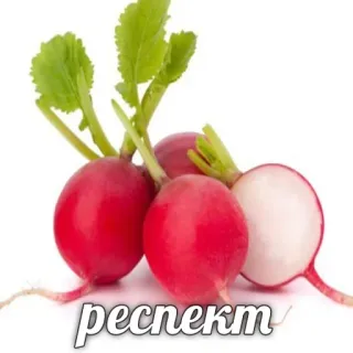 👍 b12ed3dc респeкт lobak, sayur, makanan, rusia, hormat telegram sticker