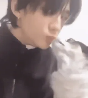 ⛔️ 53025b07 pies, pocałunek, uczucie, zwierzę domowe, zwierzę, miłość telegram sticker