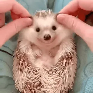 Больше 🦔 ➡️ @emojipipka whatsapp stickers