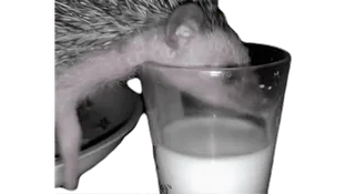 😊 187071f0 egel, melk, drinken, dier, kopje, schattig, zoogdier telegram sticker