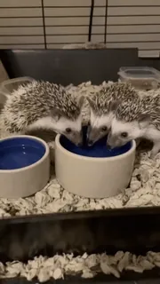 😊 6141ef02 egels, dieren, schattig, huisdier, drinken, bak, zoogdier telegram sticker