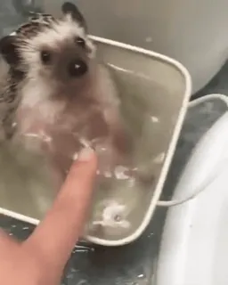 😊 659b9d4c egel, bad, dier, schattig, huisdier, water telegram sticker