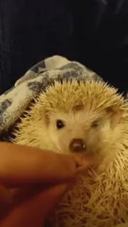 😊 8865239c egel, dier, schattig, huisdier, klein, zoogdier telegram sticker