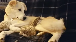 😊 9eeba0ba hond, egel, dieren, vriendschap, schattig, huisdieren telegram sticker