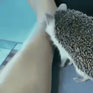 Больше 🦔 ➡️ @emojipipka telegram stickers