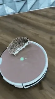 😊 f54c6296 egel, robotstofzuiger, schattig, dier, huisdier, huisdier telegram sticker