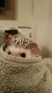 😊 f83ff55c egel, schattig, dier, huisdier, zoogdier telegram sticker