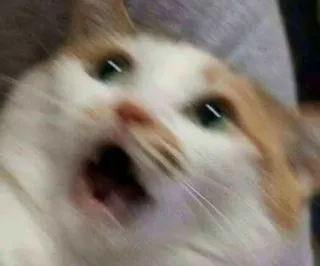 🌙 445c63ce kat, meme, grappig, geschrokken, dier, huisdier telegram sticker