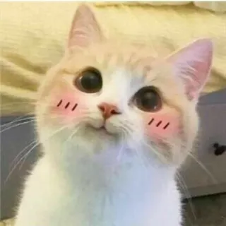 🌙 5566622e kat, schattig, dier, huisdier, kawaii, blozen, poesje telegram sticker