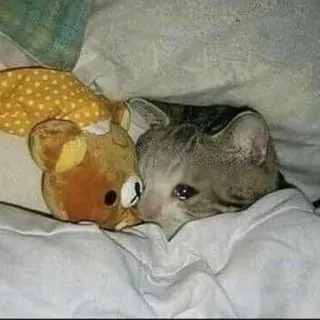 ✨ 92c52b4a kat, dier, huisdier, schattig, kitten, slaperig, slapen, speelgoed, beer telegram sticker