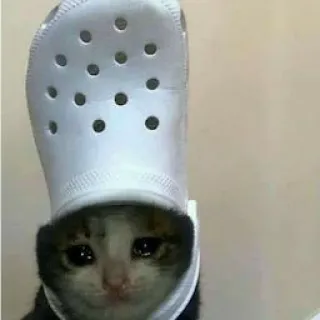 🌙 b05ade1c kat, verdrietig, schoen, meme, dier, huisdier telegram sticker