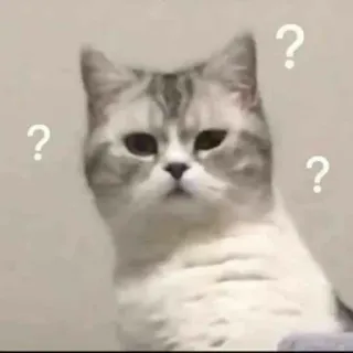 ✨ d246ee0e kat, vraagteken, verwarring, denken, huisdier, dier telegram sticker