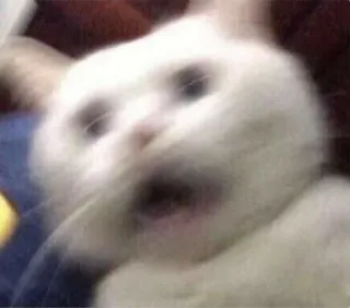 ✨ dffcbeec kat, geschrokken, meme, dier, grappig, onscherp, verward telegram sticker