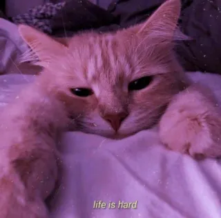 ✨ ed3164f9 life is hard kat, huisdier, oranje kat, leven, moeilijk, meme, dier telegram sticker