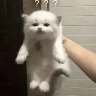 🕯 160cf1ce ??? แมว, ลูกแมว, คำถาม, สับสน, มีม, สัตว์ telegram sticker