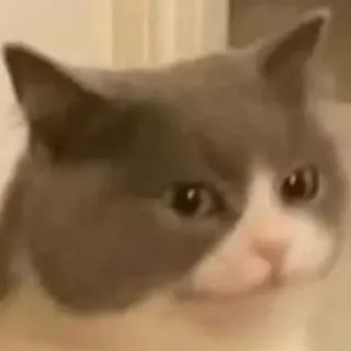 🕯 37b06ca3 แมว, น่ารัก, สัตว์, แมวบ้าน, สัตว์เลี้ยง telegram sticker