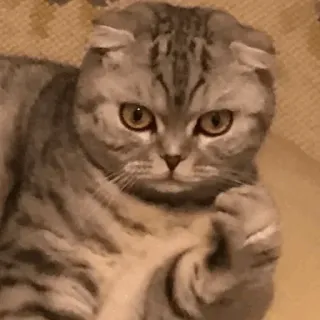 🕯 45eba3d7 แมว, สัตว์, สัตว์เลี้ยง, สก็อตติชโฟลด์, แมวบ้าน, น่ารัก, ยิ้มเยาะ telegram sticker