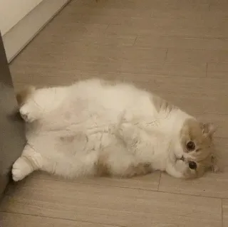 🕯 4e57a3b2 แมว, แมวบ้าน, สัตว์, น่ารัก, สัตว์เลี้ยง, สัตว์เลี้ยงลูกด้วยนม telegram sticker