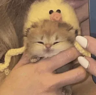 🕯 58836863 ลูกแมว, แมว, น่ารัก, สัตว์, สัตว์เลี้ยง, สีเหลือง, หมวก telegram sticker