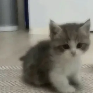 🕯 78d1d0a2 ลูกแมว, แมว, น่ารัก, สัตว์เลี้ยง, สัตว์, ในบ้าน, แมว telegram sticker