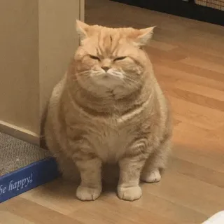 🕯 b1a96e44 be happy! แมว, มีม, ตลก, มีความสุข, สัตว์, น่ารัก, สัตว์เลี้ยง telegram sticker