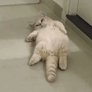 🕯 c1d3af4d แมว, น่ารัก, สัตว์, สัตว์เลี้ยง, นอน, สัตว์เลี้ยง telegram sticker